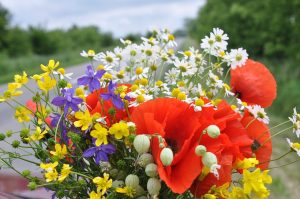 Närbild på bukett med vilda sommarblommor