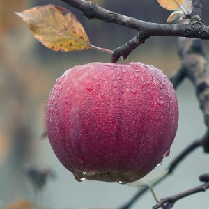 Ett rött äpple täckt av vattendroppar och ett gulnat löv på en i övrigt bar kvist. Foto.